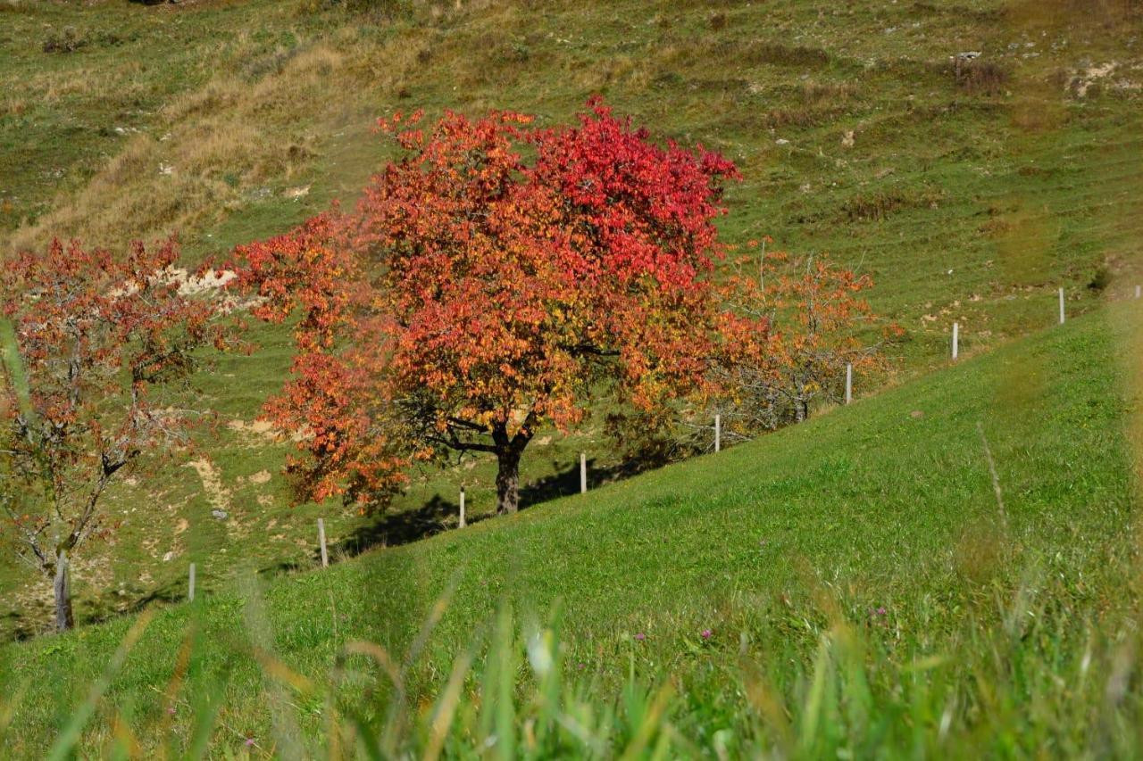 Bergapart Goetschl *