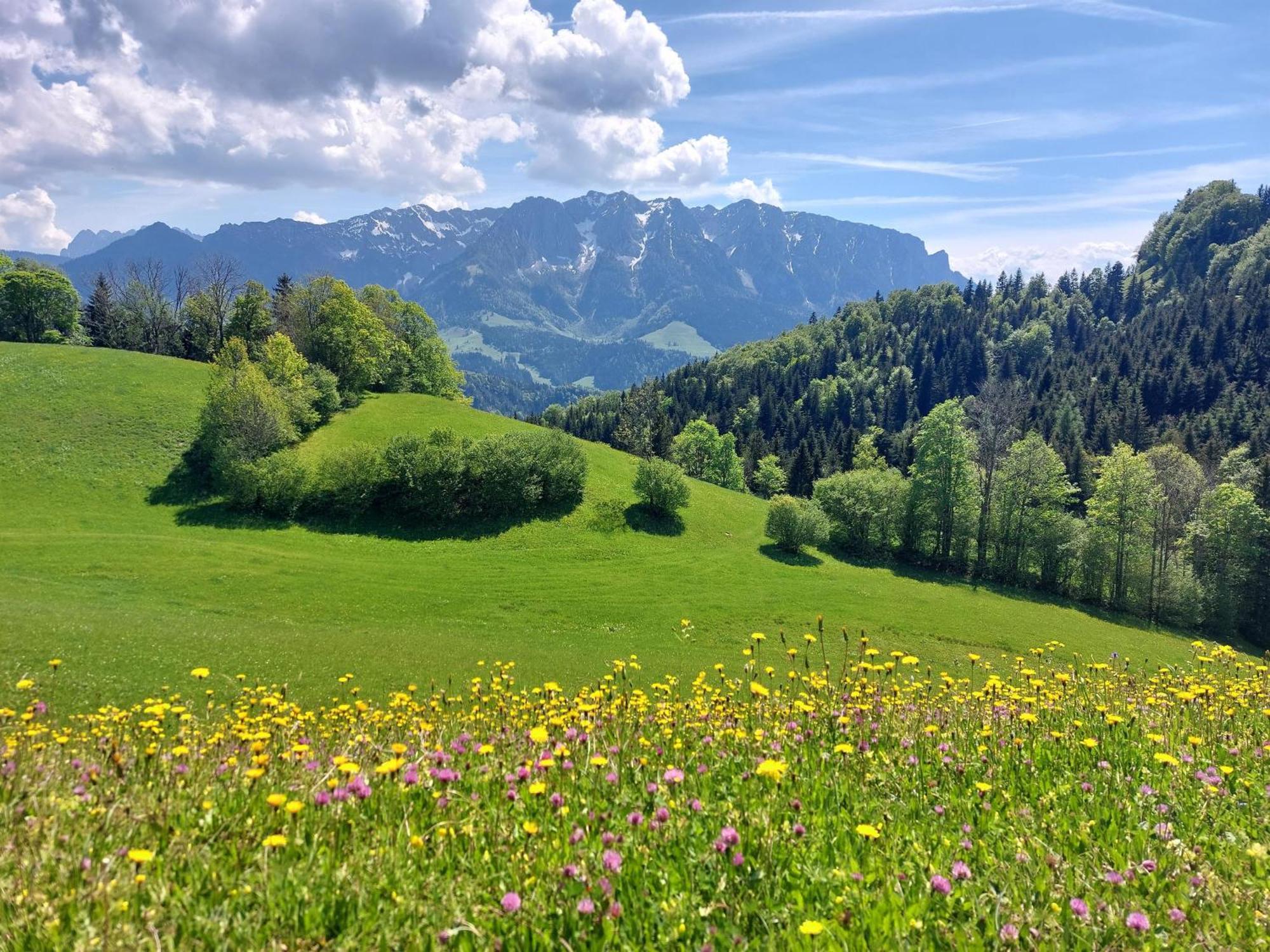Bergapart Goetschl *